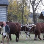 oxen 150x150 Project REACH